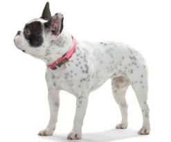 Discount Halsbånd Convenience NeonPink 50 - 37-45 cm Hvalpehalsbånd - Bløde Og Sikre Halsbånd Med Perfekt Pasform Til Din Hvalp|Hundehalsbånd Med Stil - Komfort Og Sikkerhed Til Din Hund