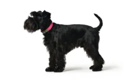 Discount Halsbånd Convenience 55 NeonPink - 41-50 cm Hvalpehalsbånd - Bløde Og Sikre Halsbånd Med Perfekt Pasform Til Din Hvalp|Hundehalsbånd Med Stil - Komfort Og Sikkerhed Til Din Hund