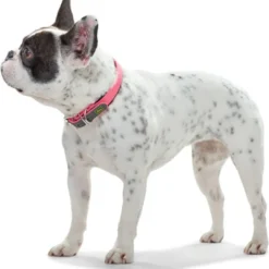 Halsbånd Convenience NeonPink 60 - 45-55 cm Hvalpehalsbånd - Bløde Og Sikre Halsbånd Med Perfekt Pasform Til Din Hvalp|Hundehalsbånd Med Stil - Komfort Og Sikkerhed Til Din Hund