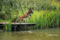 Online Halsbånd Convenience 55 Orange - 41-50 cm Hvalpehalsbånd - Bløde Og Sikre Halsbånd Med Perfekt Pasform Til Din Hvalp|Hundehalsbånd Med Stil - Komfort Og Sikkerhed Til Din Hund