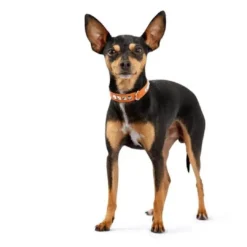 Outlet Halsbånd Diamond Petit 27 Pink - 20-24 cm Hvalpehalsbånd - Bløde Og Sikre Halsbånd Med Perfekt Pasform Til Din Hvalp|Hundehalsbånd Med Stil - Komfort Og Sikkerhed Til Din Hund