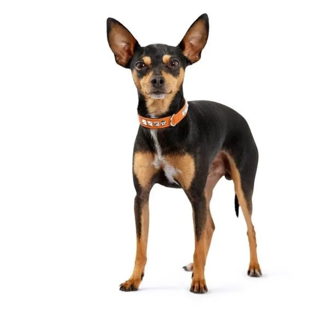 Outlet Halsbånd Diamond Petit 27 Pink - 20-24 cm Hvalpehalsbånd - Bløde Og Sikre Halsbånd Med Perfekt Pasform Til Din Hvalp|Hundehalsbånd Med Stil - Komfort Og Sikkerhed Til Din Hund