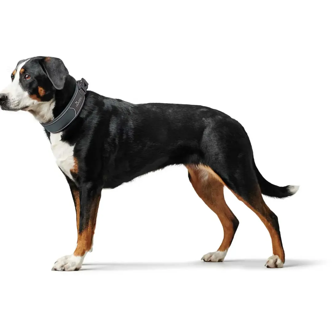 Halsbånd Divo L Grå/Grå - justerbart hundehalsbånd (45-55 cm, B 4,5 cm) Hvalpehalsbånd - Bløde Og Sikre Halsbånd Med Perfekt Pasform Til Din Hvalp|Hundehalsbånd Med Stil - Komfort Og Sikkerhed Til Din Hund