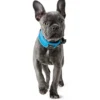 Sale Halsbånd Divo L Lyseblå/Grå - justerbart hundehalsbånd (45-55 cm, B 4,5 cm) Hvalpehalsbånd - Bløde Og Sikre Halsbånd Med Perfekt Pasform Til Din Hvalp|Hundehalsbånd Med Stil - Komfort Og Sikkerhed Til Din Hund