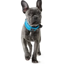 Sale Halsbånd Divo L Lyseblå/Grå - justerbart hundehalsbånd (45-55 cm, B 4,5 cm) Hvalpehalsbånd - Bløde Og Sikre Halsbånd Med Perfekt Pasform Til Din Hvalp|Hundehalsbånd Med Stil - Komfort Og Sikkerhed Til Din Hund