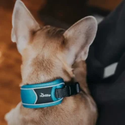Sale Halsbånd Divo L Lyseblå/Grå - justerbart hundehalsbånd (45-55 cm, B 4,5 cm) Hvalpehalsbånd - Bløde Og Sikre Halsbånd Med Perfekt Pasform Til Din Hvalp|Hundehalsbånd Med Stil - Komfort Og Sikkerhed Til Din Hund