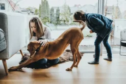 Best Halsbånd Divo L Petrol/Grå - justerbart hundehalsbånd (45-55 cm, B 4,5 cm) Hvalpehalsbånd - Bløde Og Sikre Halsbånd Med Perfekt Pasform Til Din Hvalp|Hundehalsbånd Med Stil - Komfort Og Sikkerhed Til Din Hund