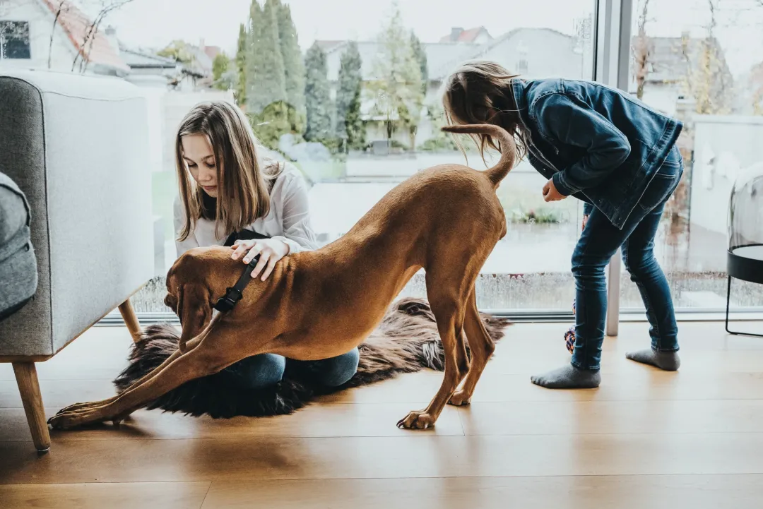 Best Halsbånd Divo L Petrol/Grå - justerbart hundehalsbånd (45-55 cm, B 4,5 cm) Hvalpehalsbånd - Bløde Og Sikre Halsbånd Med Perfekt Pasform Til Din Hvalp|Hundehalsbånd Med Stil - Komfort Og Sikkerhed Til Din Hund
