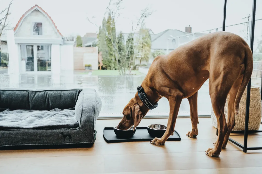 Best Halsbånd Divo L Petrol/Grå - justerbart hundehalsbånd (45-55 cm, B 4,5 cm) Hvalpehalsbånd - Bløde Og Sikre Halsbånd Med Perfekt Pasform Til Din Hvalp|Hundehalsbånd Med Stil - Komfort Og Sikkerhed Til Din Hund