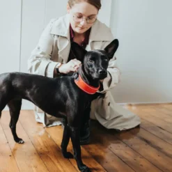 Best Halsbånd Divo L Rød/Grå - justerbart hundehalsbånd (45-55 cm, B 4,5 cm) Hvalpehalsbånd - Bløde Og Sikre Halsbånd Med Perfekt Pasform Til Din Hvalp|Hundehalsbånd Med Stil - Komfort Og Sikkerhed Til Din Hund