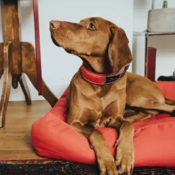 Discount Halsbånd Divo M Rød/Grå - justerbart hundehalsbånd (35-45 cm, B 4,5 cm) Hvalpehalsbånd - Bløde Og Sikre Halsbånd Med Perfekt Pasform Til Din Hvalp|Hundehalsbånd Med Stil - Komfort Og Sikkerhed Til Din Hund