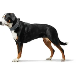 Outlet Halsbånd Divo S Grå/Grå - justerbart hundehalsbånd (25-35 cm, B 4 cm) Hvalpehalsbånd - Bløde Og Sikre Halsbånd Med Perfekt Pasform Til Din Hvalp|Hundehalsbånd Med Stil - Komfort Og Sikkerhed Til Din Hund