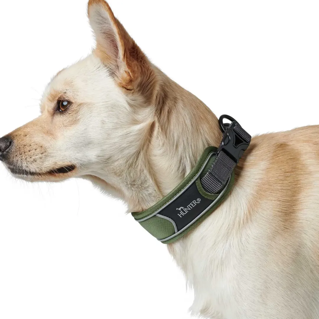 Clearance Halsbånd Divo S Grøn/Grå - justerbart hundehalsbånd (25-35 cm, B 4 cm) Hvalpehalsbånd - Bløde Og Sikre Halsbånd Med Perfekt Pasform Til Din Hvalp|Hundehalsbånd Med Stil - Komfort Og Sikkerhed Til Din Hund