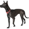 Online Halsbånd Divo S Rød/Grå - justerbart hundehalsbånd (25-35 cm, B 4 cm) Hvalpehalsbånd - Bløde Og Sikre Halsbånd Med Perfekt Pasform Til Din Hvalp|Hundehalsbånd Med Stil - Komfort Og Sikkerhed Til Din Hund