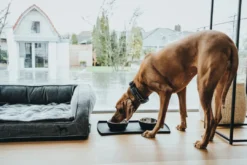 Clearance Halsbånd Divo XL Petrol/Grå - justerbart hundehalsbånd (55-65 cm, B 5,5 cm) Hvalpehalsbånd - Bløde Og Sikre Halsbånd Med Perfekt Pasform Til Din Hvalp|Hundehalsbånd Med Stil - Komfort Og Sikkerhed Til Din Hund