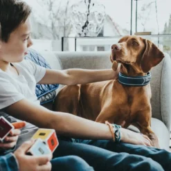Clearance Halsbånd Divo XL Petrol/Grå - justerbart hundehalsbånd (55-65 cm, B 5,5 cm) Hvalpehalsbånd - Bløde Og Sikre Halsbånd Med Perfekt Pasform Til Din Hvalp|Hundehalsbånd Med Stil - Komfort Og Sikkerhed Til Din Hund