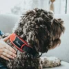 Clearance Halsbånd Divo XL Rød/Grå - justerbart hundehalsbånd (55-65 cm, B 5,5 cm) Hvalpehalsbånd - Bløde Og Sikre Halsbånd Med Perfekt Pasform Til Din Hvalp|Hundehalsbånd Med Stil - Komfort Og Sikkerhed Til Din Hund