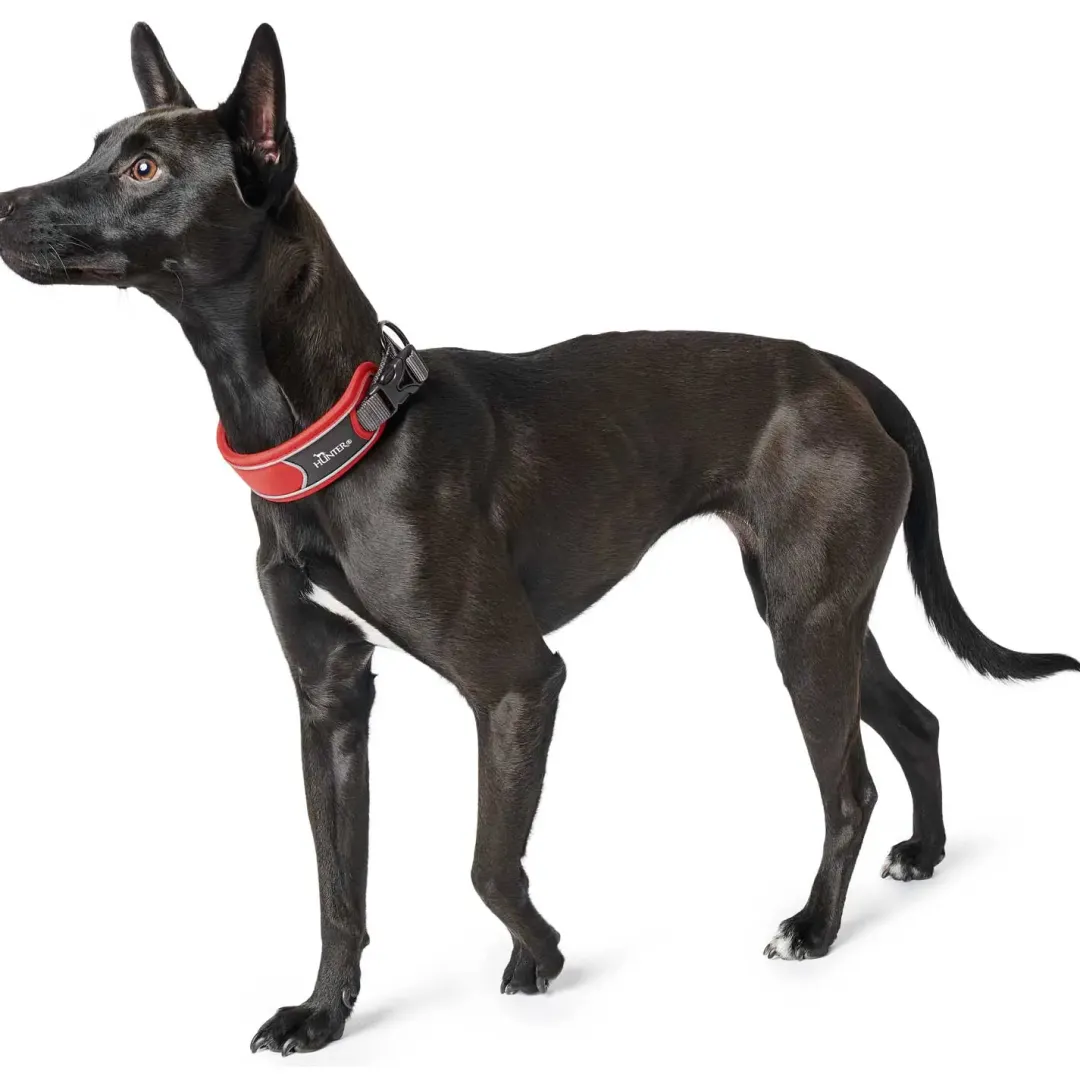 Clearance Halsbånd Divo XL Rød/Grå - justerbart hundehalsbånd (55-65 cm, B 5,5 cm) Hvalpehalsbånd - Bløde Og Sikre Halsbånd Med Perfekt Pasform Til Din Hvalp|Hundehalsbånd Med Stil - Komfort Og Sikkerhed Til Din Hund