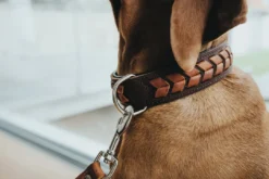 Discount Halsbånd El Paso L Brun/Sort 65 - 50-56 cm Hvalpehalsbånd - Bløde Og Sikre Halsbånd Med Perfekt Pasform Til Din Hvalp|Hundehalsbånd Med Stil - Komfort Og Sikkerhed Til Din Hund