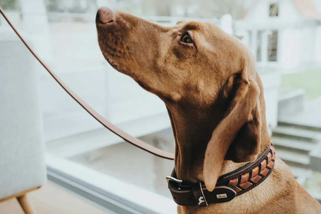 Discount Halsbånd El Paso L Brun/Sort 65 - 50-56 cm Hvalpehalsbånd - Bløde Og Sikre Halsbånd Med Perfekt Pasform Til Din Hvalp|Hundehalsbånd Med Stil - Komfort Og Sikkerhed Til Din Hund