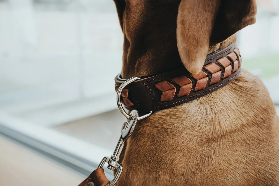 Discount Halsbånd El Paso M Brun/Sort 55 - 42-48 cm Hvalpehalsbånd - Bløde Og Sikre Halsbånd Med Perfekt Pasform Til Din Hvalp|Hundehalsbånd Med Stil - Komfort Og Sikkerhed Til Din Hund