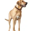 Clearance Halsbånd El Paso M-L 60 Cognac/Sort - 46-52 cm Hvalpehalsbånd - Bløde Og Sikre Halsbånd Med Perfekt Pasform Til Din Hvalp|Hundehalsbånd Med Stil - Komfort Og Sikkerhed Til Din Hund