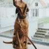 Halsbånd El Paso S-M Brun/Sort 50 - 37-43 cm Hvalpehalsbånd - Bløde Og Sikre Halsbånd Med Perfekt Pasform Til Din Hvalp|Hundehalsbånd Med Stil - Komfort Og Sikkerhed Til Din Hund