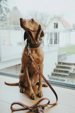 Halsbånd El Paso S-M Brun/Sort 50 - 37-43 cm Hvalpehalsbånd - Bløde Og Sikre Halsbånd Med Perfekt Pasform Til Din Hvalp|Hundehalsbånd Med Stil - Komfort Og Sikkerhed Til Din Hund