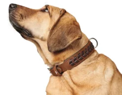 Discount Halsbånd El Paso S-M 50 Cognac/Sort - 37-43 cm Hvalpehalsbånd - Bløde Og Sikre Halsbånd Med Perfekt Pasform Til Din Hvalp|Hundehalsbånd Med Stil - Komfort Og Sikkerhed Til Din Hund