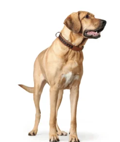 Discount Halsbånd El Paso S-M 50 Cognac/Sort - 37-43 cm Hvalpehalsbånd - Bløde Og Sikre Halsbånd Med Perfekt Pasform Til Din Hvalp|Hundehalsbånd Med Stil - Komfort Og Sikkerhed Til Din Hund