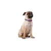Clearance halsbånd Rocky Petit 30 Sort - 23-27 cm Hvalpehalsbånd - Bløde Og Sikre Halsbånd Med Perfekt Pasform Til Din Hvalp|Hundehalsbånd Med Stil - Komfort Og Sikkerhed Til Din Hund