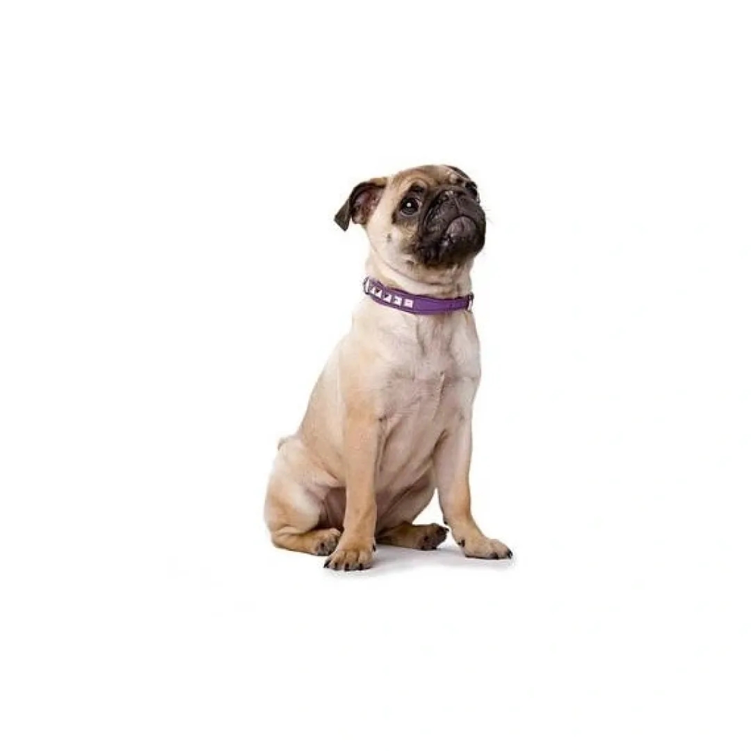 Clearance halsbånd Rocky Petit 30 Sort - 23-27 cm Hvalpehalsbånd - Bløde Og Sikre Halsbånd Med Perfekt Pasform Til Din Hvalp|Hundehalsbånd Med Stil - Komfort Og Sikkerhed Til Din Hund