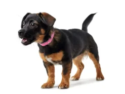 Hot Halsbånd XS 17-20,5 cm Diamond Petit Pink Hvalpehalsbånd - Bløde Og Sikre Halsbånd Med Perfekt Pasform Til Din Hvalp|Hundehalsbånd Med Stil - Komfort Og Sikkerhed Til Din Hund