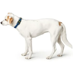 Clearance hunde halsbånd Hilo Blå M-L - justerbart hundehalsbånd (33-50 cm, B 2,5 cm) Hvalpehalsbånd - Bløde Og Sikre Halsbånd Med Perfekt Pasform Til Din Hvalp|Hundehalsbånd Med Stil - Komfort Og Sikkerhed Til Din Hund