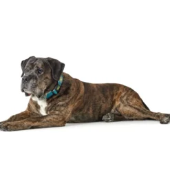 Clearance hunde halsbånd Hilo Turkis XL - justerbart hundehalsbånd (45-70 cm, B 3,8 cm) Hvalpehalsbånd - Bløde Og Sikre Halsbånd Med Perfekt Pasform Til Din Hvalp|Hundehalsbånd Med Stil - Komfort Og Sikkerhed Til Din Hund