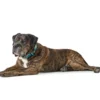 hunde halsbånd Hilo Turkis M-L - justerbart hundehalsbånd (33-50 cm, B 2,5 cm) Hvalpehalsbånd - Bløde Og Sikre Halsbånd Med Perfekt Pasform Til Din Hvalp|Hundehalsbånd Med Stil - Komfort Og Sikkerhed Til Din Hund