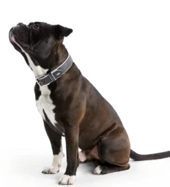 Hundehalsbånd læder Canada Elg Grå 30 - 21-25 cm Hvalpehalsbånd - Bløde Og Sikre Halsbånd Med Perfekt Pasform Til Din Hvalp|Hundehalsbånd Med Stil - Komfort Og Sikkerhed Til Din Hund