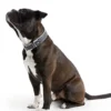 New Hundehalsbånd læder Canada Elg Grå 35 - 24-30 cm Hvalpehalsbånd - Bløde Og Sikre Halsbånd Med Perfekt Pasform Til Din Hvalp|Hundehalsbånd Med Stil - Komfort Og Sikkerhed Til Din Hund