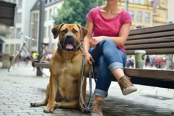 New Hundehalsbånd læder Canada Elg Grå 35 - 24-30 cm Hvalpehalsbånd - Bløde Og Sikre Halsbånd Med Perfekt Pasform Til Din Hvalp|Hundehalsbånd Med Stil - Komfort Og Sikkerhed Til Din Hund