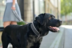 New Hundehalsbånd læder Canada Elg Grå 35 - 24-30 cm Hvalpehalsbånd - Bløde Og Sikre Halsbånd Med Perfekt Pasform Til Din Hvalp|Hundehalsbånd Med Stil - Komfort Og Sikkerhed Til Din Hund