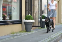 New Hundehalsbånd læder Canada Elg Grå 35 - 24-30 cm Hvalpehalsbånd - Bløde Og Sikre Halsbånd Med Perfekt Pasform Til Din Hvalp|Hundehalsbånd Med Stil - Komfort Og Sikkerhed Til Din Hund