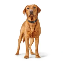 Online Hundehalsbånd læder Canada Elg Str.35 Sort/Cognac - 24-30 cm Hvalpehalsbånd - Bløde Og Sikre Halsbånd Med Perfekt Pasform Til Din Hvalp|Hundehalsbånd Med Stil - Komfort Og Sikkerhed Til Din Hund
