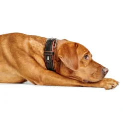 Discount Hundehalsbånd læder Canada Elg Str.45 Sort/Cognac - 33-39 cm Hvalpehalsbånd - Bløde Og Sikre Halsbånd Med Perfekt Pasform Til Din Hvalp|Hundehalsbånd Med Stil - Komfort Og Sikkerhed Til Din Hund