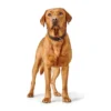 Hot Hundehalsbånd læder Canada Elg Str.60 Sort/Cognac - 46-52 cm Hvalpehalsbånd - Bløde Og Sikre Halsbånd Med Perfekt Pasform Til Din Hvalp|Hundehalsbånd Med Stil - Komfort Og Sikkerhed Til Din Hund