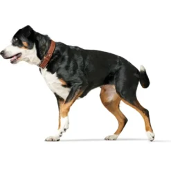 Discount Hundehalsbånd læder Canada Elg Str.50 Cognac/Sort - 37-43 cm Hvalpehalsbånd - Bløde Og Sikre Halsbånd Med Perfekt Pasform Til Din Hvalp|Hundehalsbånd Med Stil - Komfort Og Sikkerhed Til Din Hund