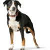 Outlet Hundehalsbånd læder Canada Elg Str.60 Cognac/Sort - 46-52 cm Hvalpehalsbånd - Bløde Og Sikre Halsbånd Med Perfekt Pasform Til Din Hvalp|Hundehalsbånd Med Stil - Komfort Og Sikkerhed Til Din Hund