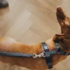 Hot HundeLine Divo 15/200 Grå/Grå Hundesnor I Mange Varianter Og Materialer|Hundesnor Til Hvalpe