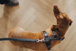 HundeLine Divo 15/300 Grå/Grå Hundesnor I Mange Varianter Og Materialer|Hundesnor Til Hvalpe