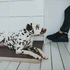 Hot hundemadras Blackpool Small Sort Hundesenge Og Kurve Til Hunde - Bløde Og Komfortable|Sovepladser Til Hvalpe - Hundesenge, Kølemåtter Og Trygge Hvilesteder