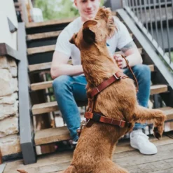 Online Hundesele Aalborg cognac S-M/1 - Bryst/hals 44-56 cm Hvalpeseler - Bløde Justerbare Seler Der Giver Din Hvalp Tryghed Og Støtte På Turen|Hundeseler Til Alle Behov Og Hundestørrelser